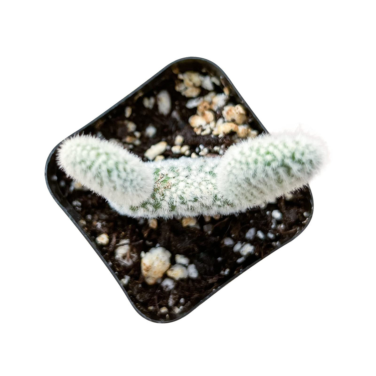 Sprout N Green Opuntia microdasys albata Bunny Ears, Live Cactus Plant Rooted in 2in Nursery Pot, Indoor Outdoor Office Home Garden Décor