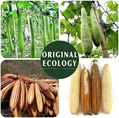 Natural Loofah Sponge Exfoliating Body Scrubber (3 Pack),Made with Eco-Friendly and Biodegradable Shower Luffa Sponge, Loofah for Women and Men, Beige