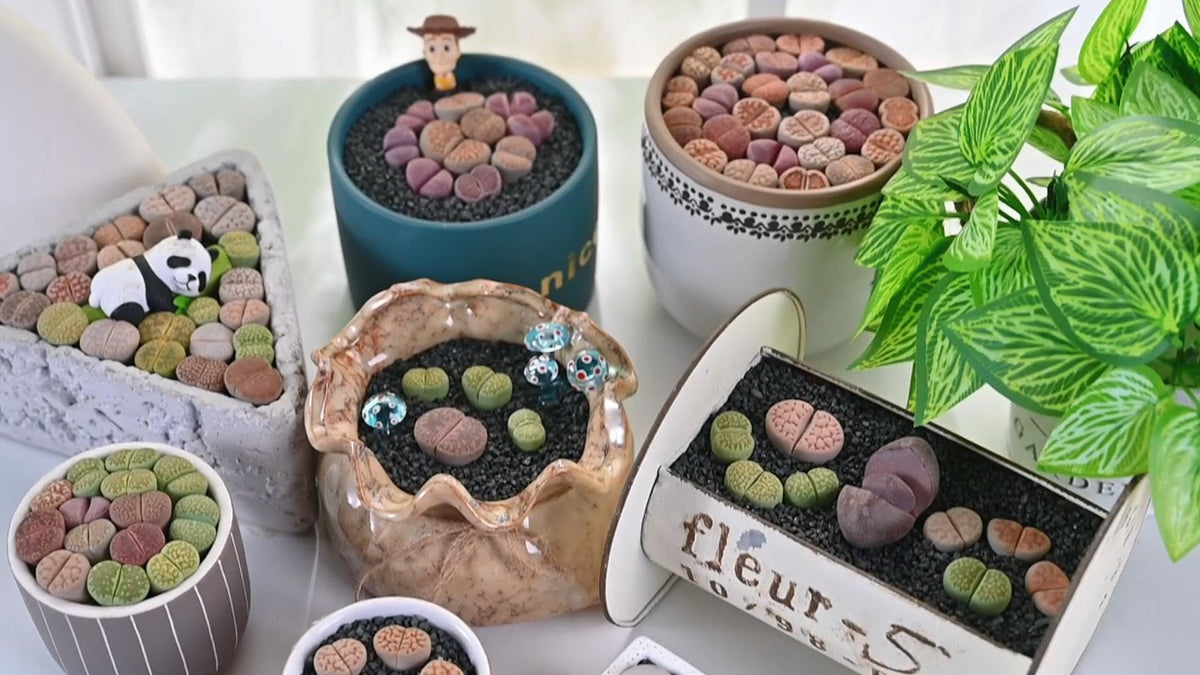 Sprout N Green 1-1.5in Lithops marmorata v. marmorata, 3 Years Old Rare Living Stone Plant Fully Rooted Pot, Cute Potted Succulents House Pebble Plant, Great for Terrarium Arrangement, DIY Project
