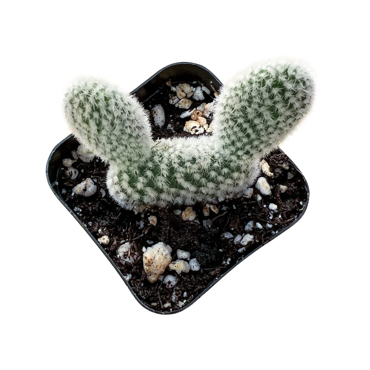 Sprout N Green Opuntia microdasys albata Bunny Ears, Live Cactus Plant Rooted in 2in Nursery Pot, Indoor Outdoor Office Home Garden Décor